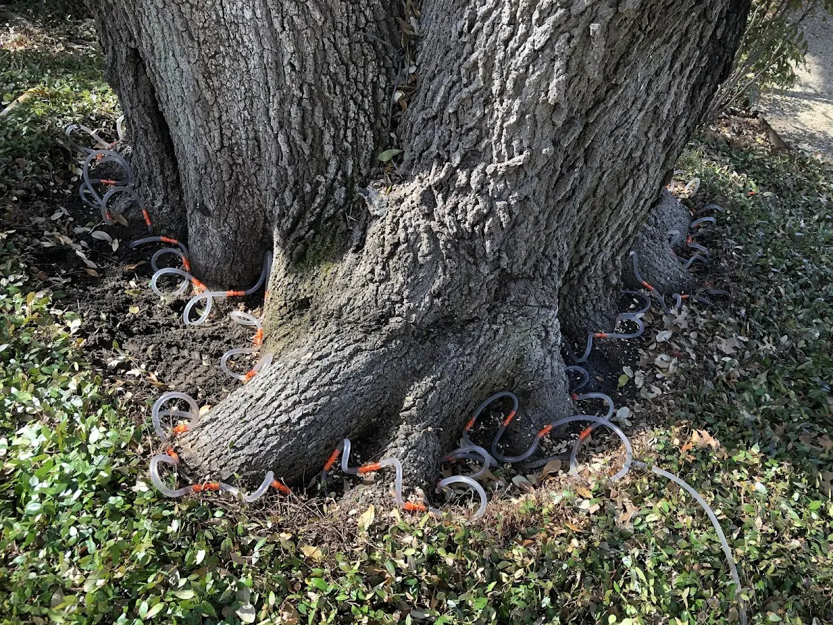 Detailed Tree Cabling and Bracing job site in Castorland