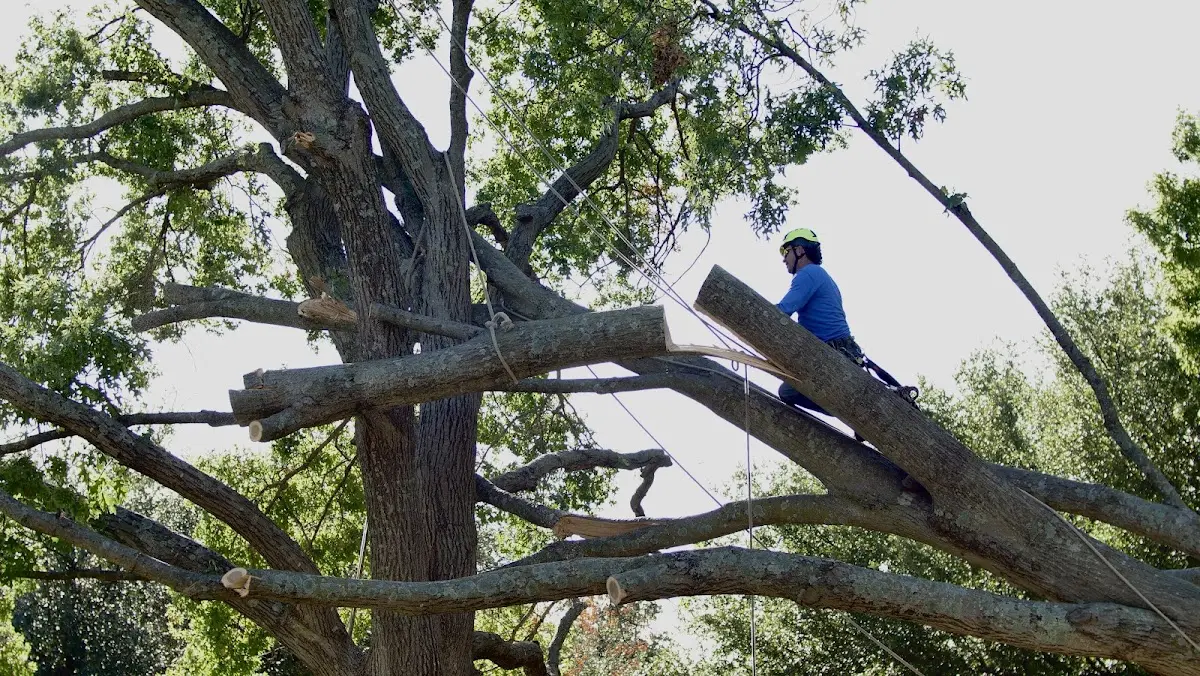 Professional Crown Thinning performed by certified arborists in Castorland