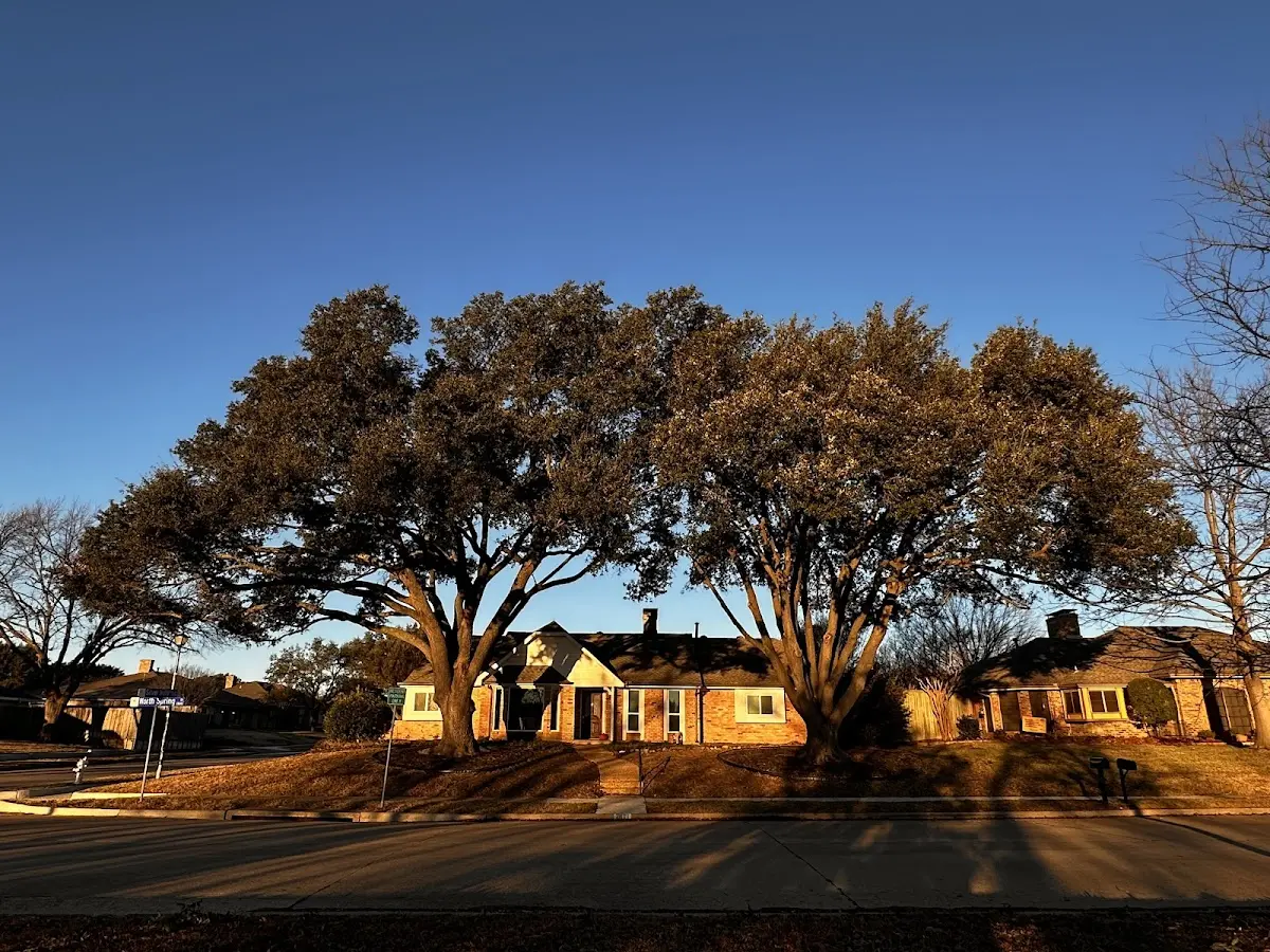 Established residential canopy tree shading a home in Castorland